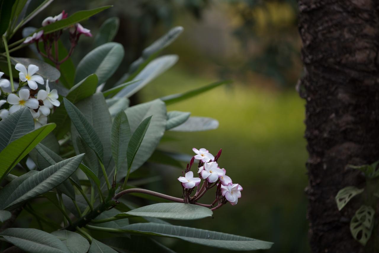 Sonalong Boutique Village & Resort Siem Reap Exteriör bild